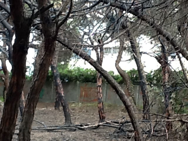 Part de la pineda de Llevant Mar (Gav� Mar) despr�s de ser cremada en dos incendis intencionats consecutius (22 Maig 2012)